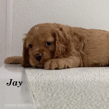 puppy, for, sale, Cocker Spaniel, Joe & Cherri  Overlease, dog, breeder, Miller, MO, dog-breeder, puppy-for-sale, forsale, nearby, find, puppyfind, locator, puppylocator, aca